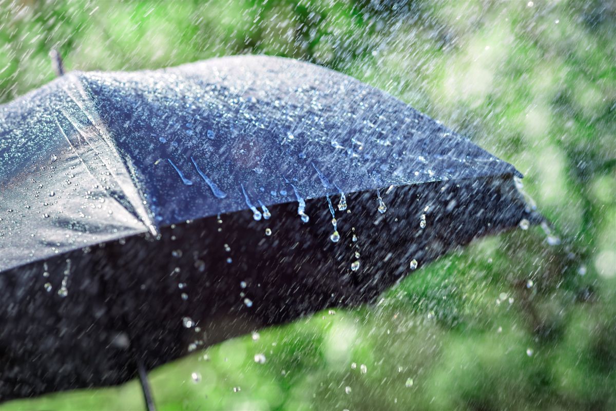 umbrella
