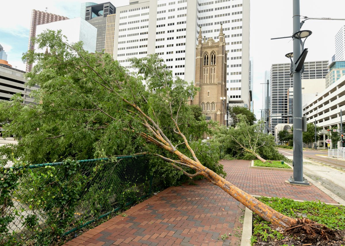 wind damage with tree blown down